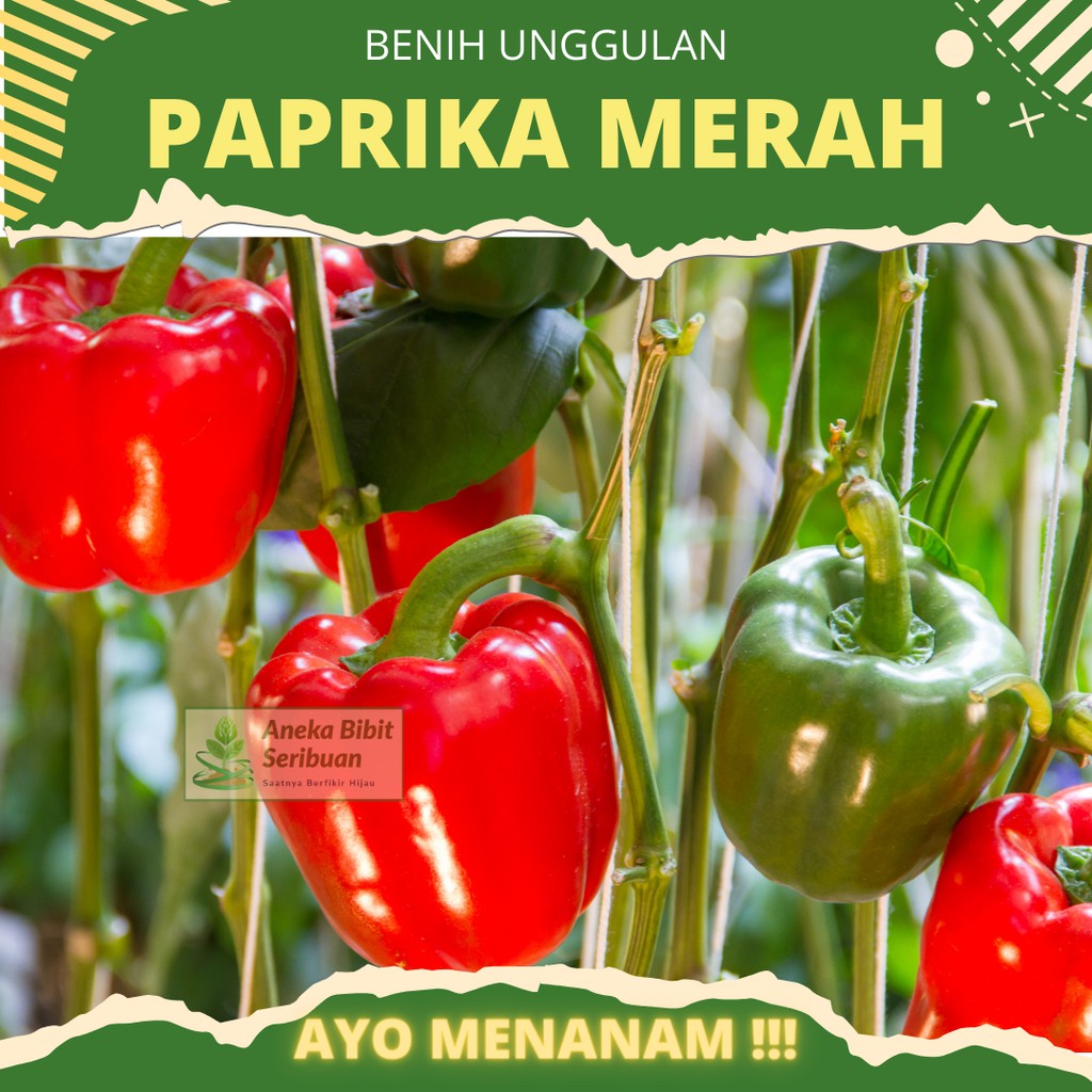 4 Biji - Benih Paprika Merah F1 Red Star Sayuran Unggul Known You Seed