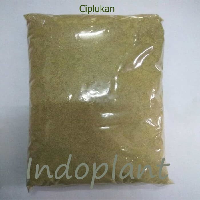 

Serbuk Ciplukan 500 g Bubuk Herba Daun + Buah Ceplukan Simplisia Cecendet Physalis angulata L