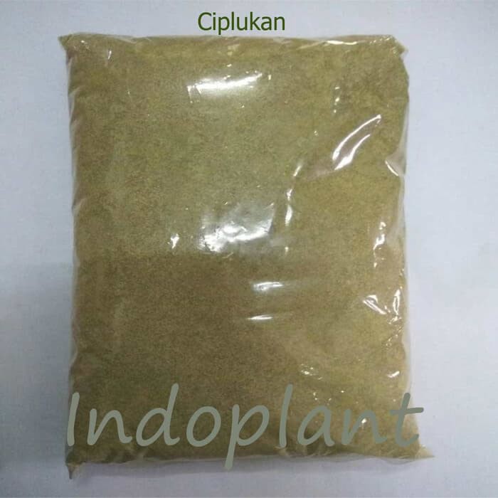 Serbuk Ciplukan 500 g Bubuk Herba Daun + Buah Ceplukan Simplisia Cecendet Physalis angulata L