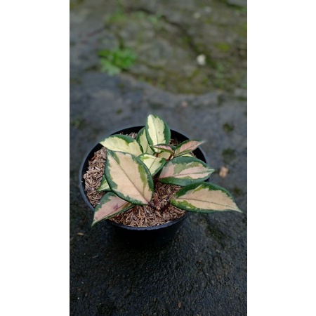 tanaman hias hoya cornosa tricolor