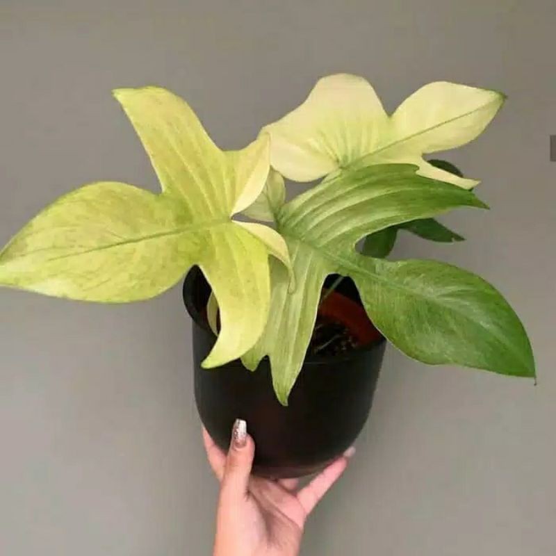 tanaman hias phillodendron merpati florida ghost