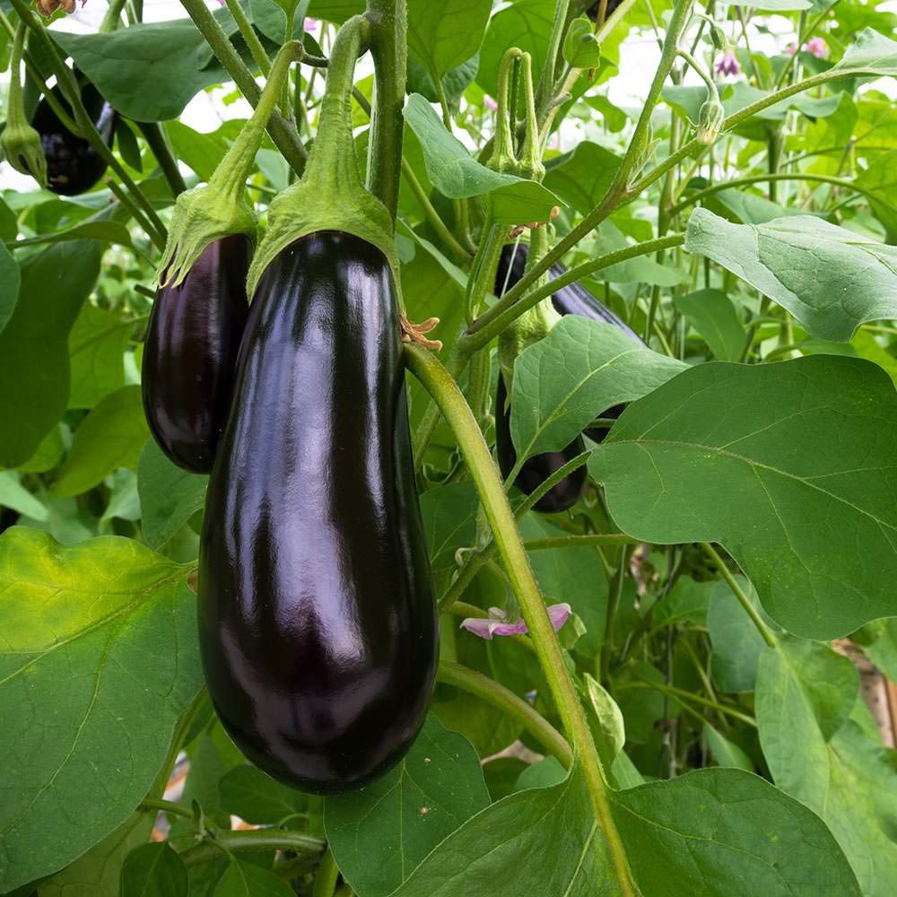 Benih Bibit Biji - Aubergine Black Beauty Terong Hitam Seeds - IMPORT - Serat Tinggi Bagus Untuk Diet