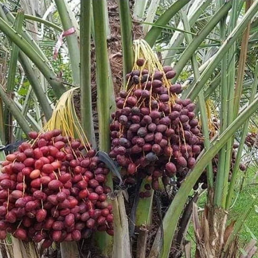 Promo Bibit Buah Kurma Tropis Siap Tanam Bibit Berkwalitas Dm12