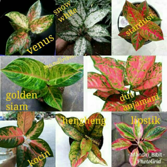 aglonema 8jenis