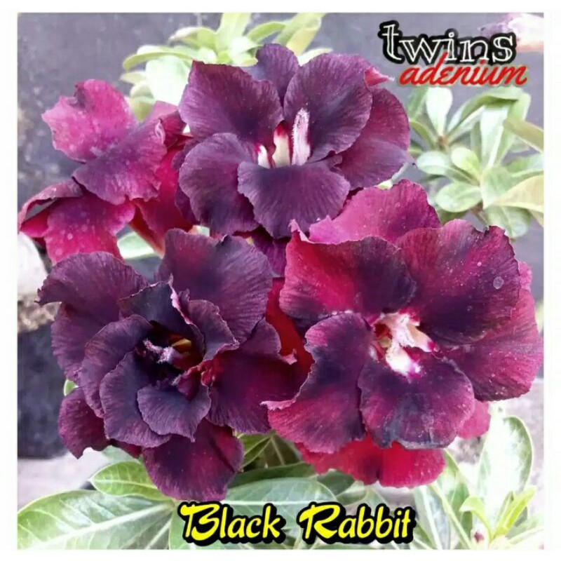 Adenium Jepang tumpuk black rabbit / kamboja Jepang tumpuk