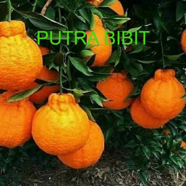 Jeruk dekopon tanaman bibit jeruk dekopon super