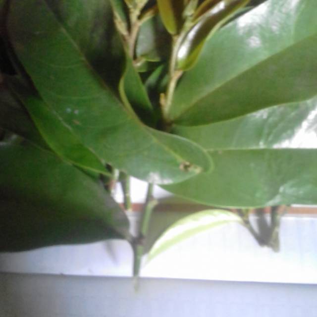 

Jual daun buni segar 500gram 40ribu.