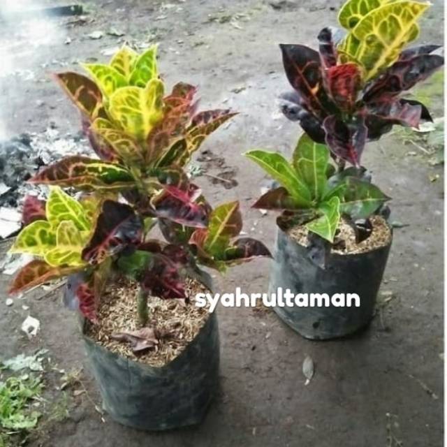 Tanaman hias puring kura kura - pohon puring kura kura