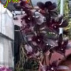 anggrek dendrobium hitam kode 21