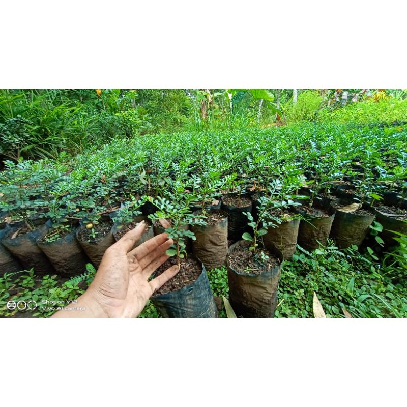 bahan bonsai kawista batu