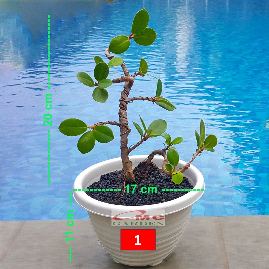 Tanaman Hias Pohon Bonsai Mame Beringin Korea Mini Dolar B-BK-012