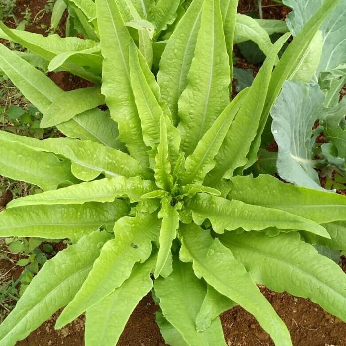 Benih Bibit Sayur Selada Siomak Wangi Termurah