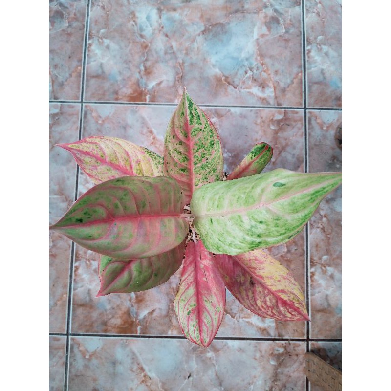 aglonema light of diamond (LOD)