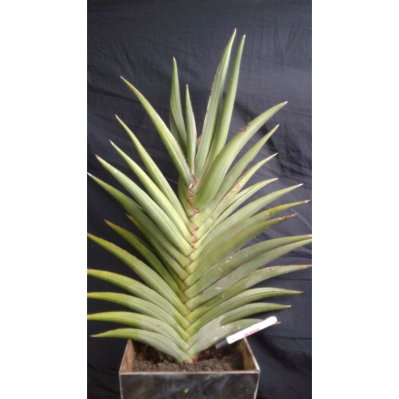 Samurai Dwarf / Sansivieria Samurai Dward / Sansivera / Lidah Mertua