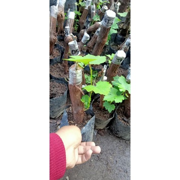 bibit anggur Alfonso