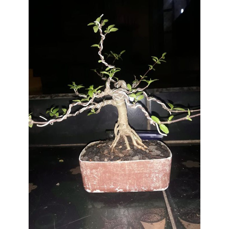 Mame bonsai anput