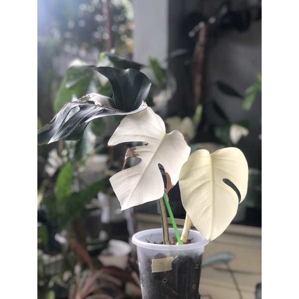 monstera variegata albo