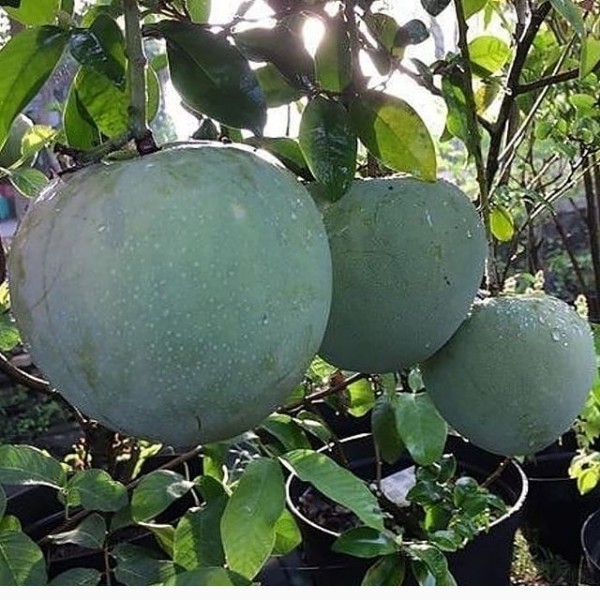 Bibit Mangga kelapa Jumbo Cepat Berbuah / Tanaman Buah Mangga Kelapa Murah