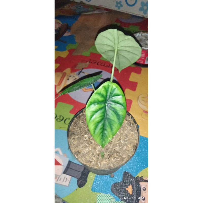 tanaman hias raga manusia hijau (green cuprea)