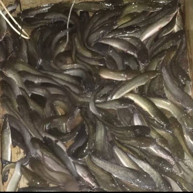 

Ikan lele segar dari tambak 500 gram/ 1kg, sayur medan