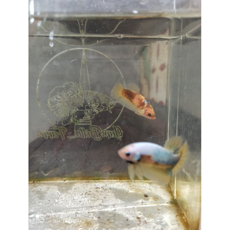 cupang / betta sepair yellow koi galaxy & yellow fancy