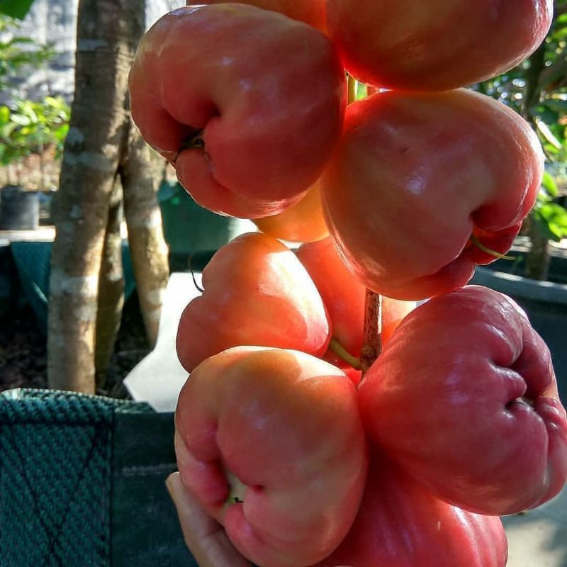 BIBIT JAMBU AIR RED TAIWAN CEPAT BERBUAH Cepat berbuah