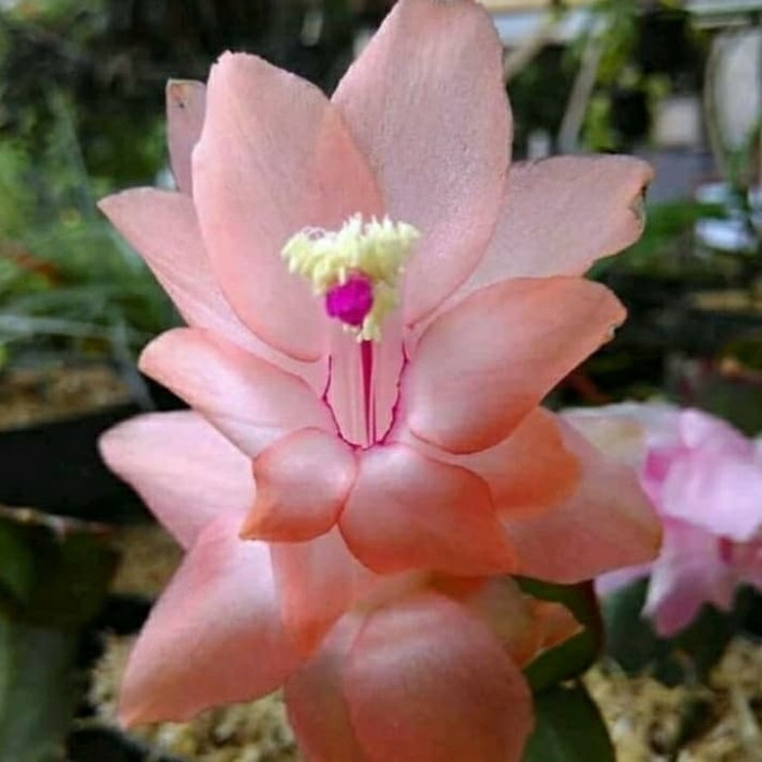 Bibit tanaman bunga wijaya kusuma pink muda - tanaman hidup -bunga hidup murah-bunga gantung