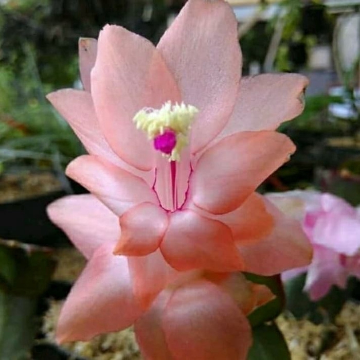 

promo Bibit bunga wijaya kusuma pink muda mantull