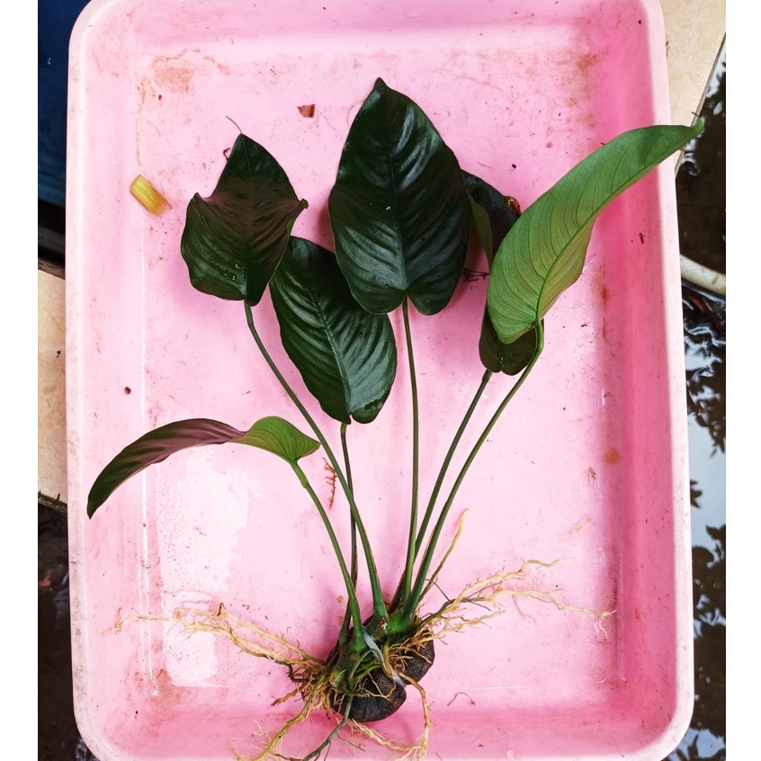 Anubias Broadleaf - Barteri Broad leaf - Tanaman Aquascape