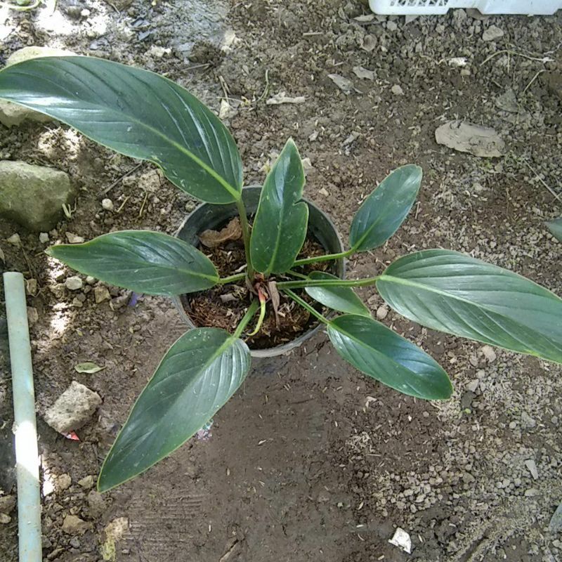 tanaman hias phylodendron pukii / phylo puqii