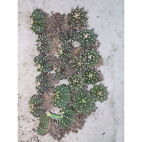 Tanaman Hias Kaktus Koleksi LB ORI