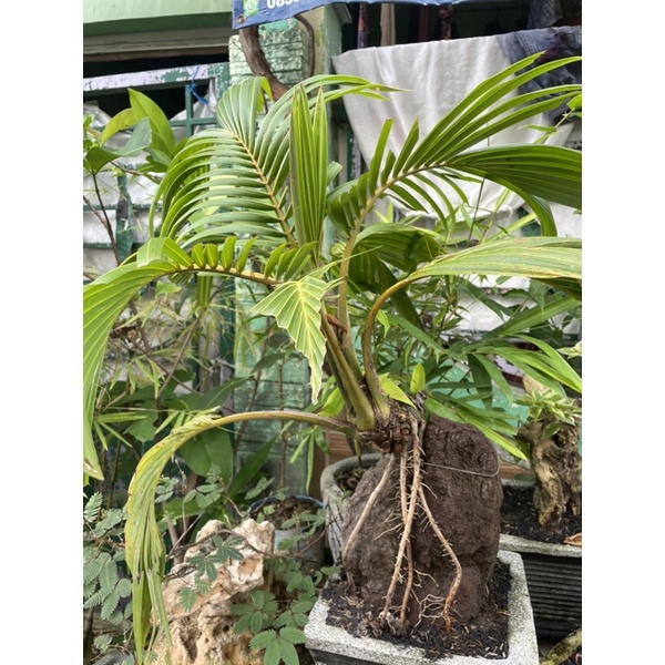 IAMPRATAMART - KELAPA BONSAI SUDAH JADI