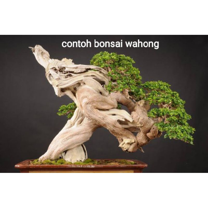 bibit wahong gunung sudah hidup