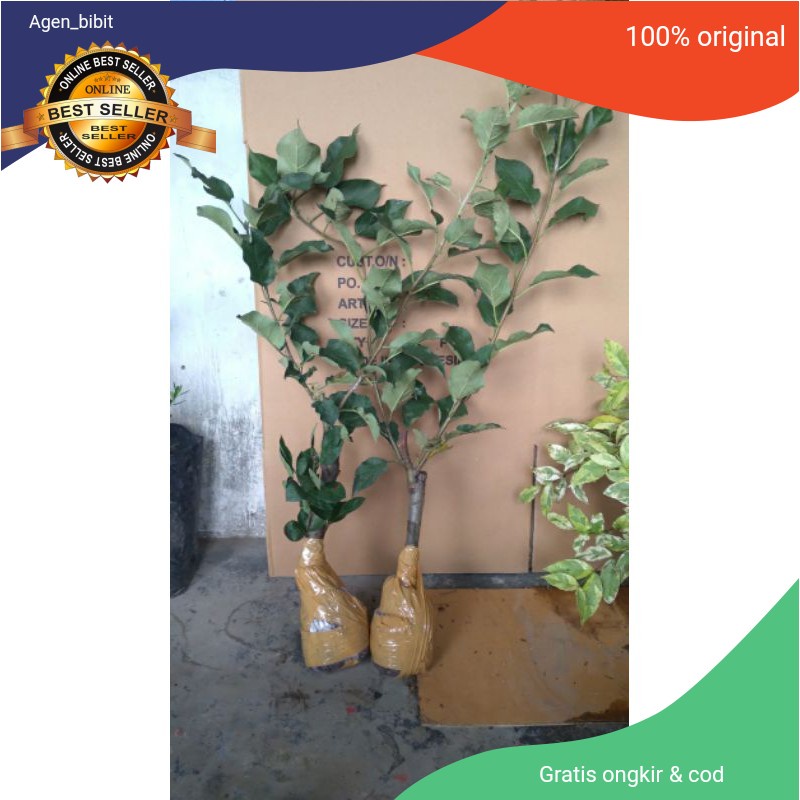 Bibit apel anna bibit apel merah cangkok cepat buah