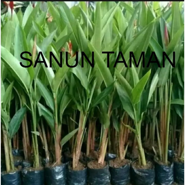 tanaman hias hidup pohon pisang helichonia