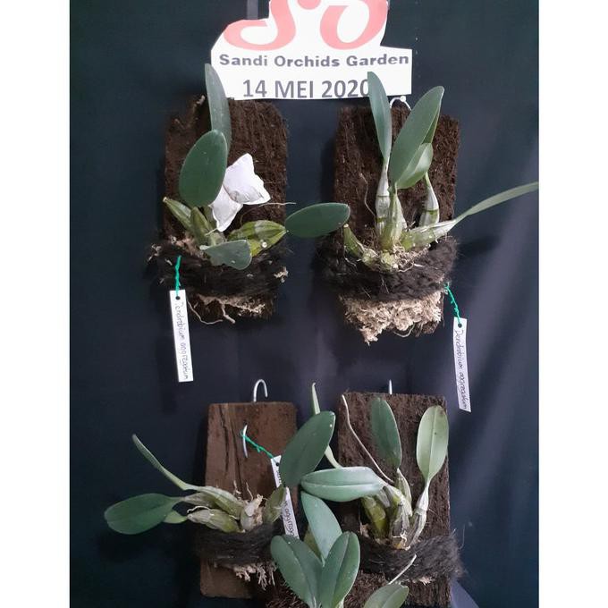 Dendrobium Agregatum