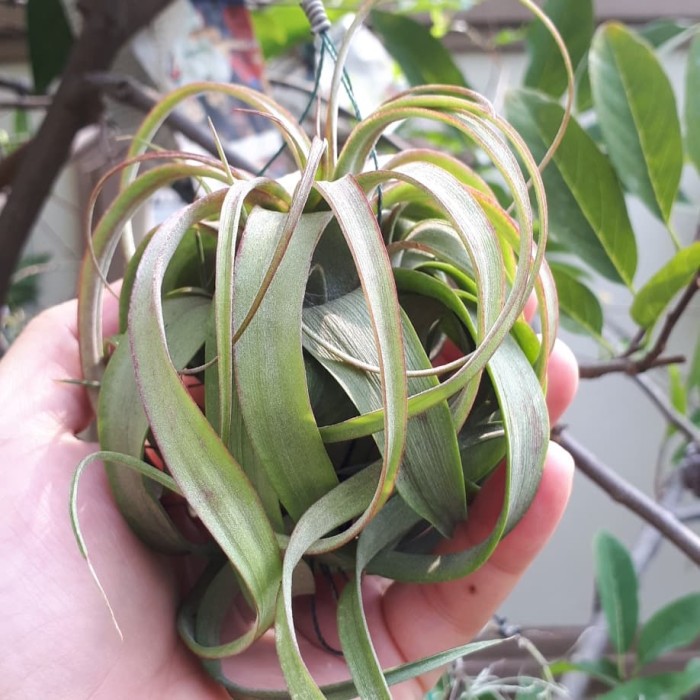 Produk Eksklusif Tillandsia eric knobloch Terlaris