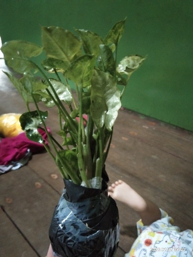 Keladi Mini