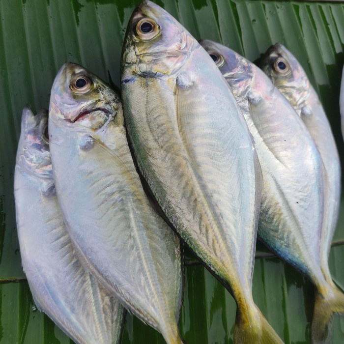 

ikan como como/banyara pasar online makassar