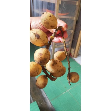 

buah langsep /langsat