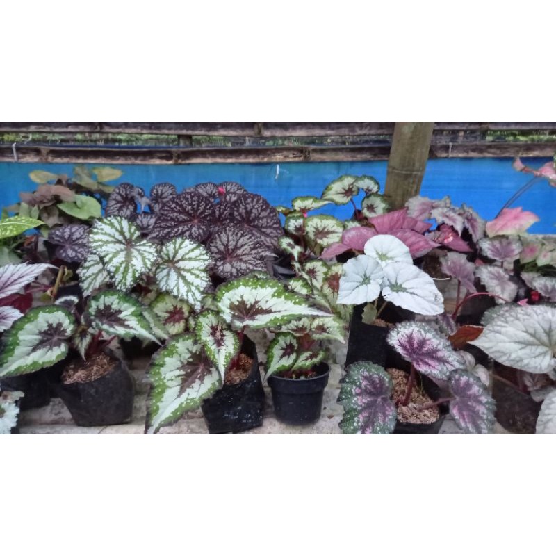 begonia pink thailand kak bagus