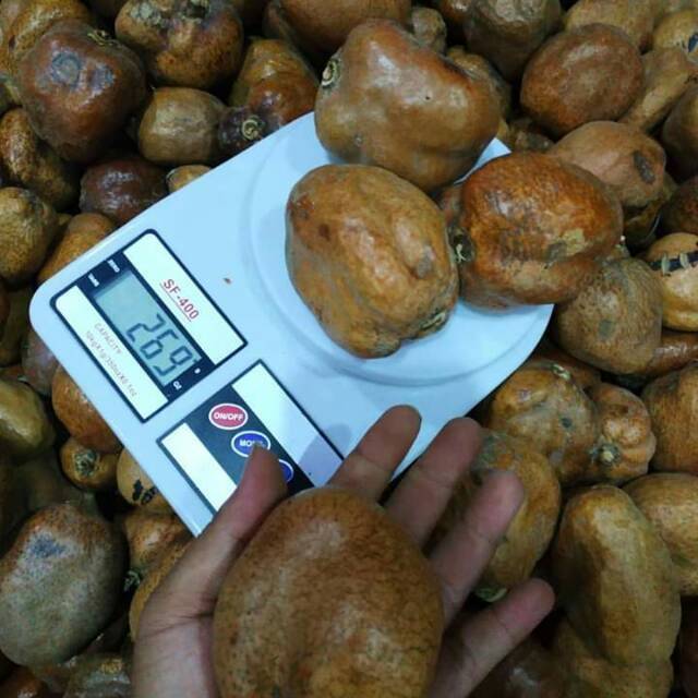 

Buah zuriat