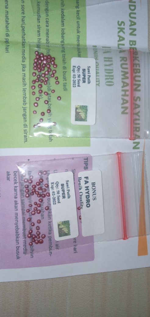 5 Biji - Benih Paprika Merah Red Star F1, Bibit Paprika F1 Cocok Disemua Dataran