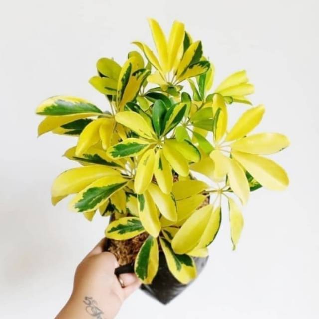 Tanaman hias Walisongo golden - tanaman Hias Walisongo