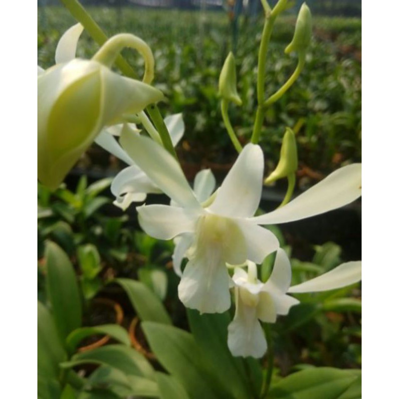 anggrek dendrobium Caesar white