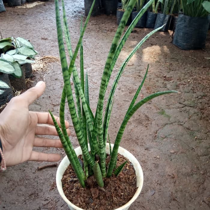 MURAH tanaman sansevieria fernwood - tanaman indoor - sansivera fernwood
