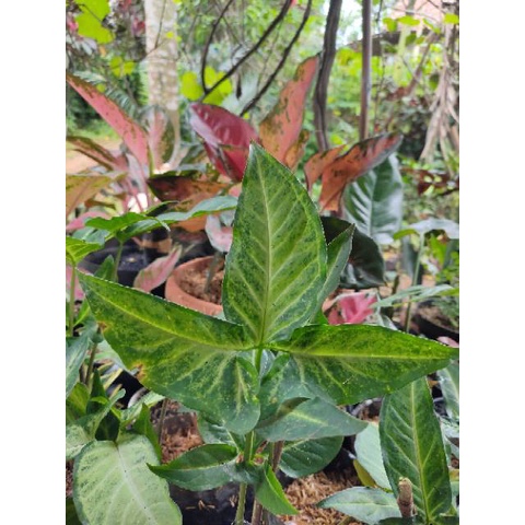 SYNGONIUM PODODHYLLUM SCHOTT TANAMAN HIAS BUNGA SYNGONIUM  FIVE FINGER VARIGATED BATIK MURAH