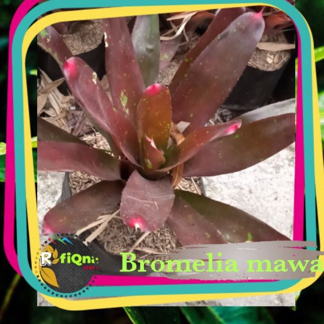 tanaman  hias bromelia mawar besar /bromelia merah