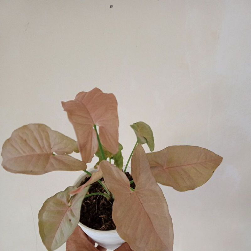 syngonium pink neon robusta induk