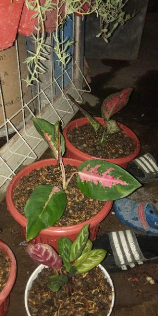 Aglonema Kochin Aglaonema Cochin
